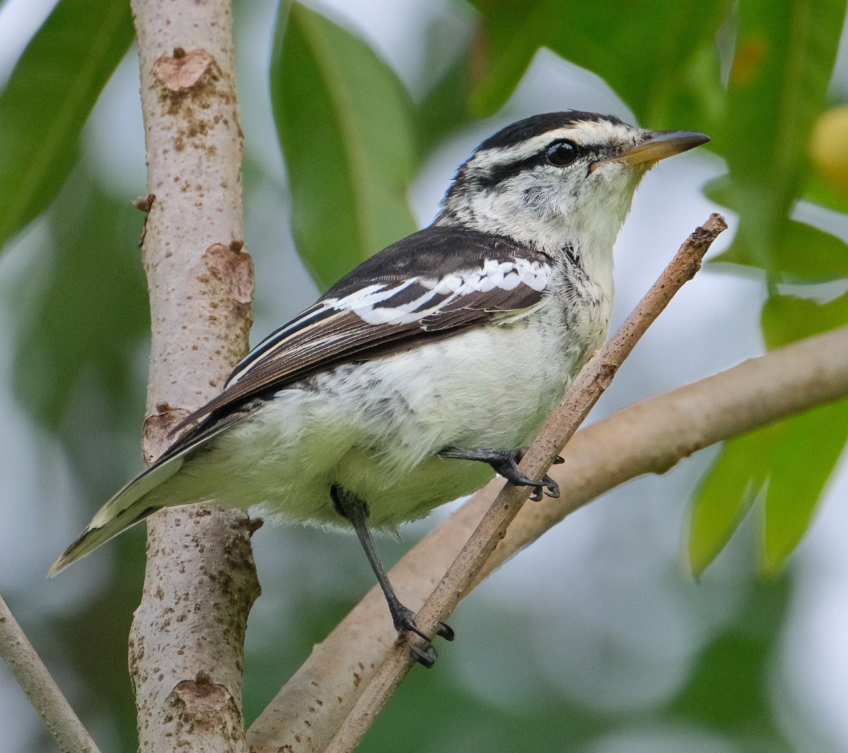 Slaty-mantled Monarch