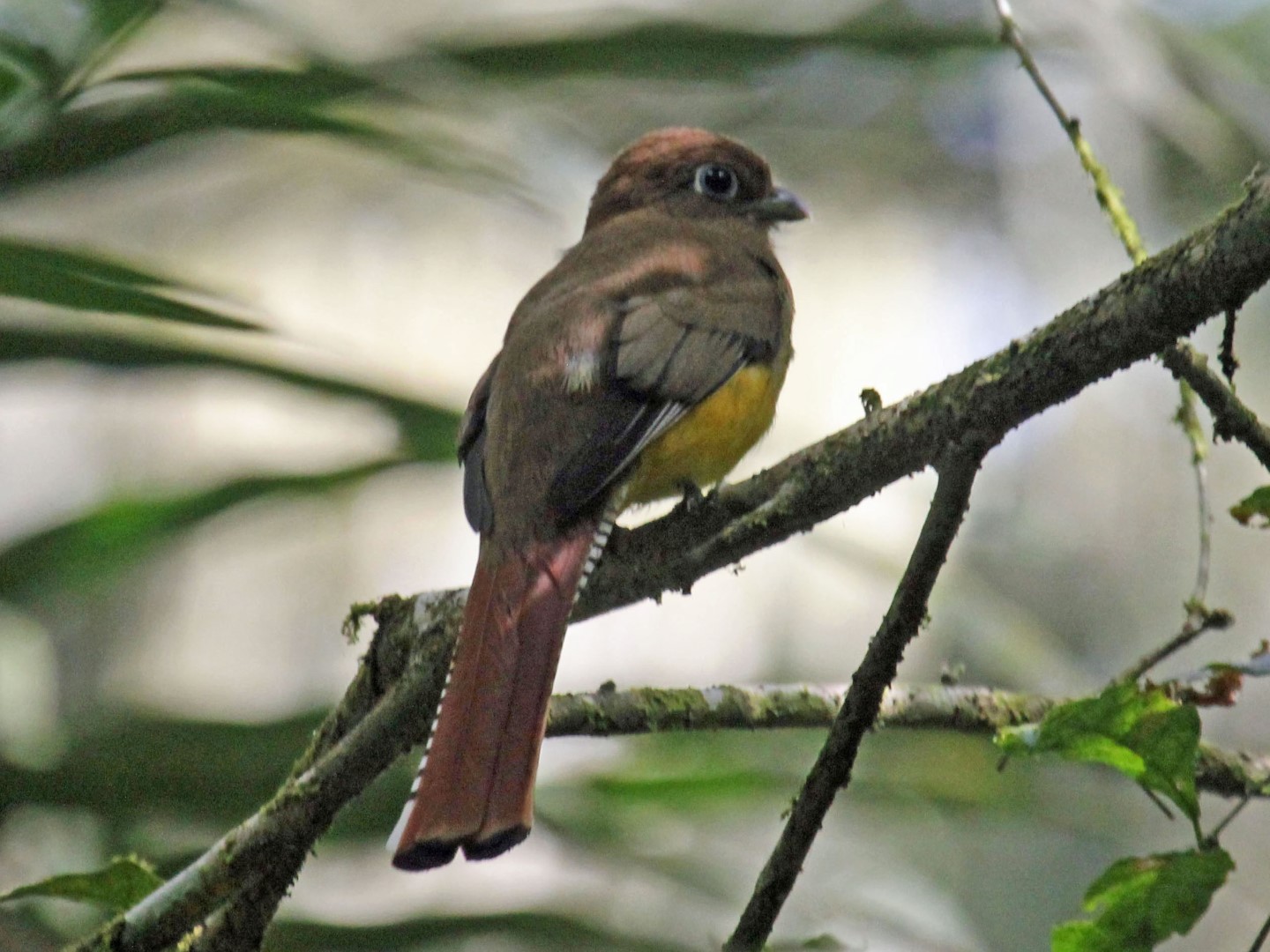 Slaty-tailed Trogon