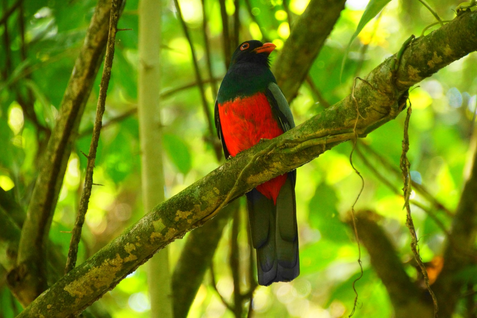 Slaty-tailed Trogon