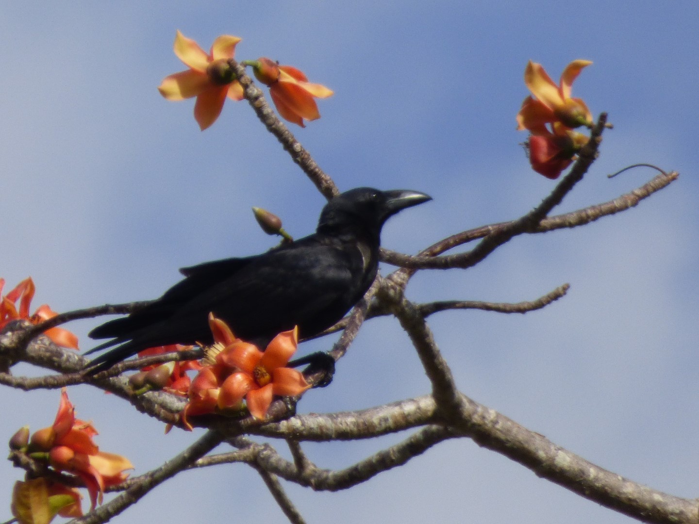 Slender-billed Crow