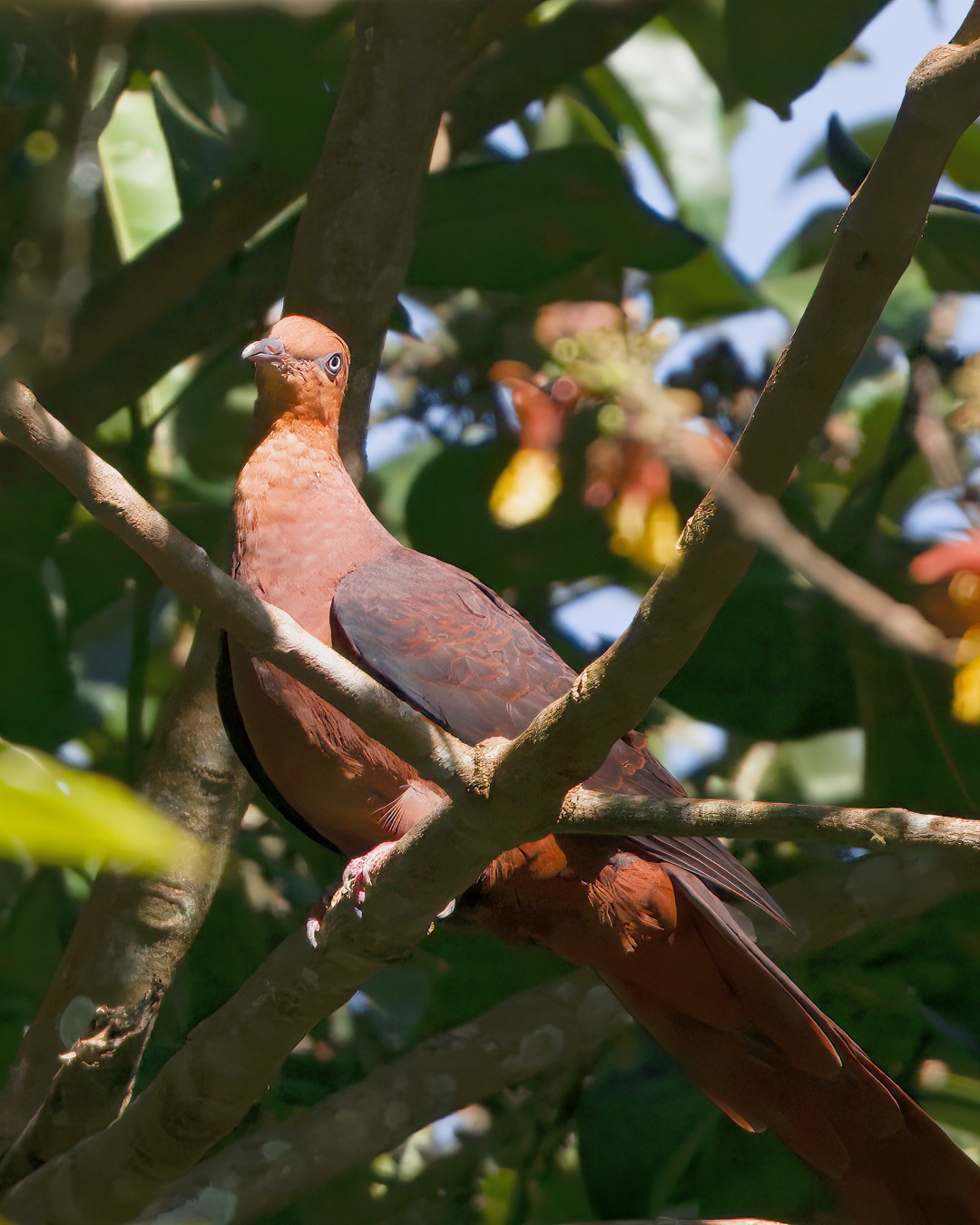 Slender-billed Cuckoo-Dove