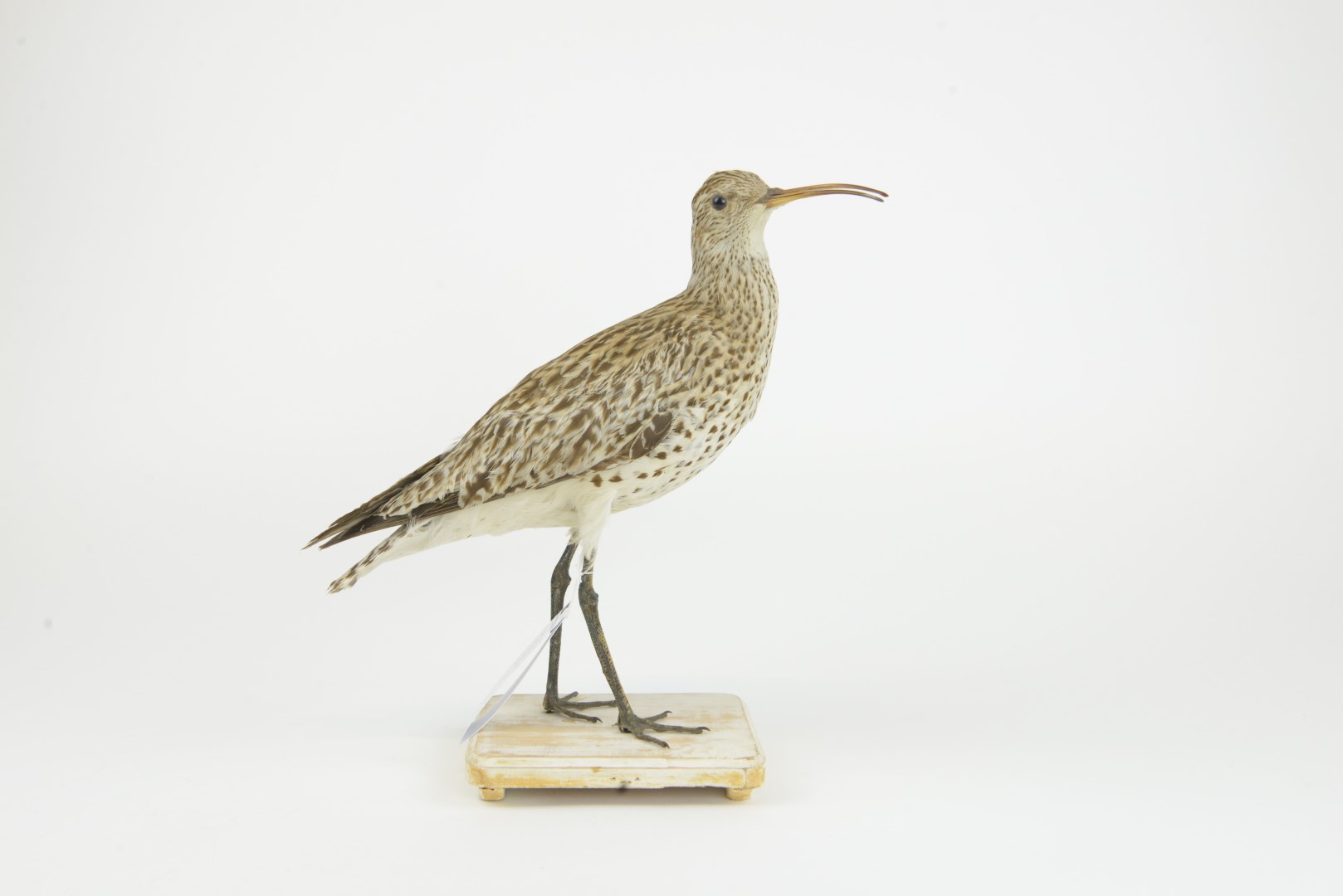 Slender-billed Curlew