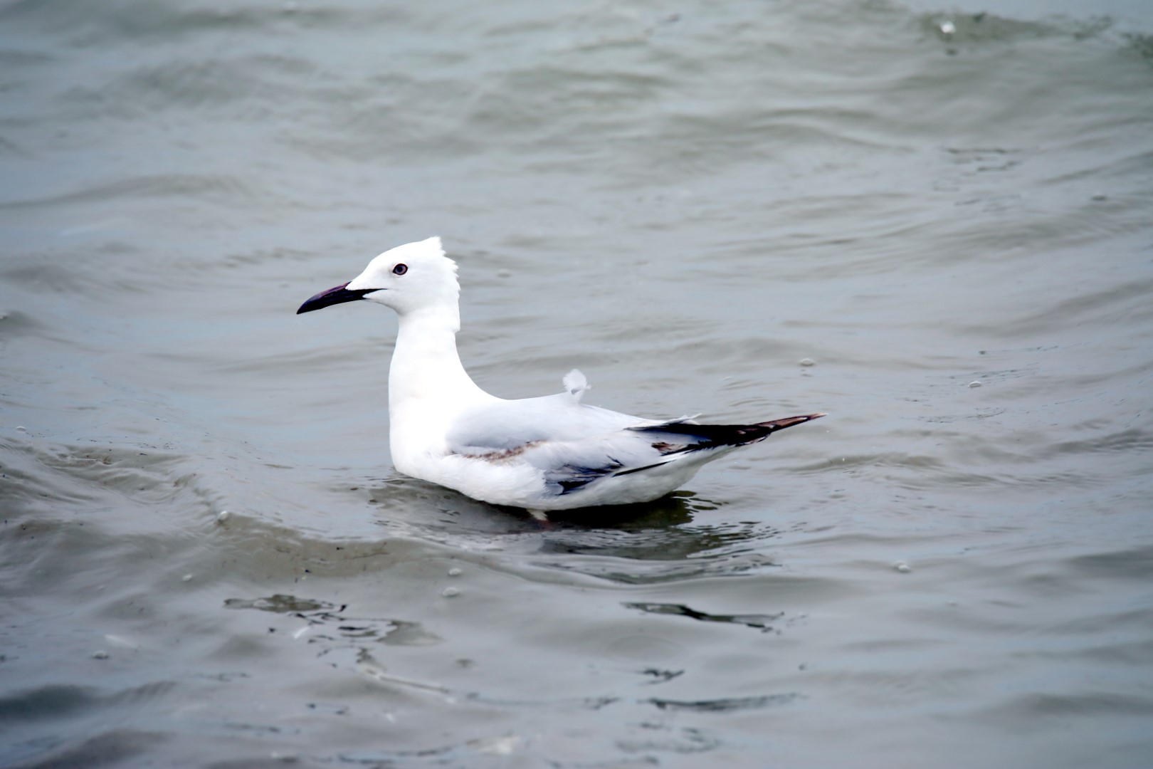 Slender-billed gull