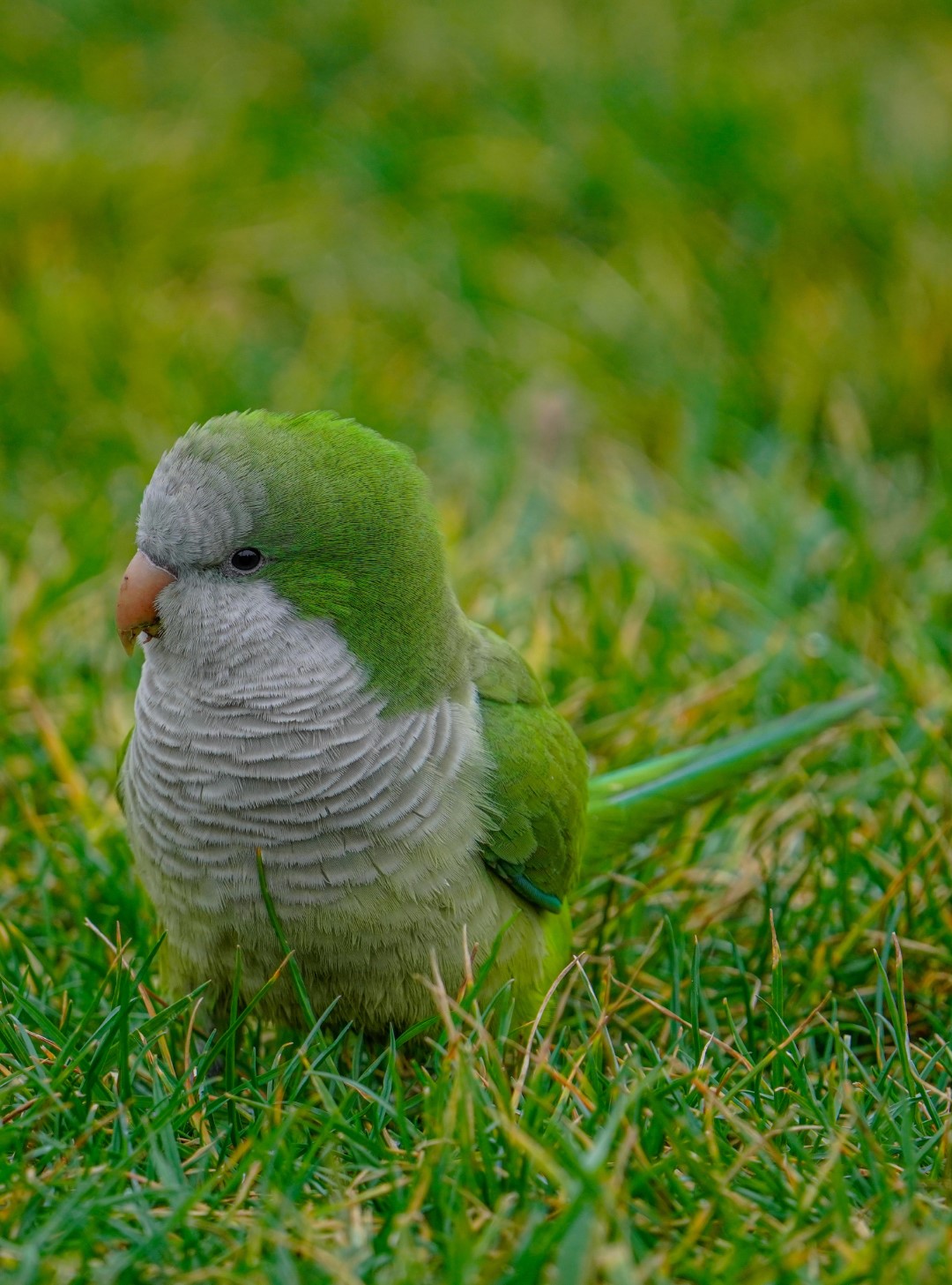 Slender-billed Parakeet