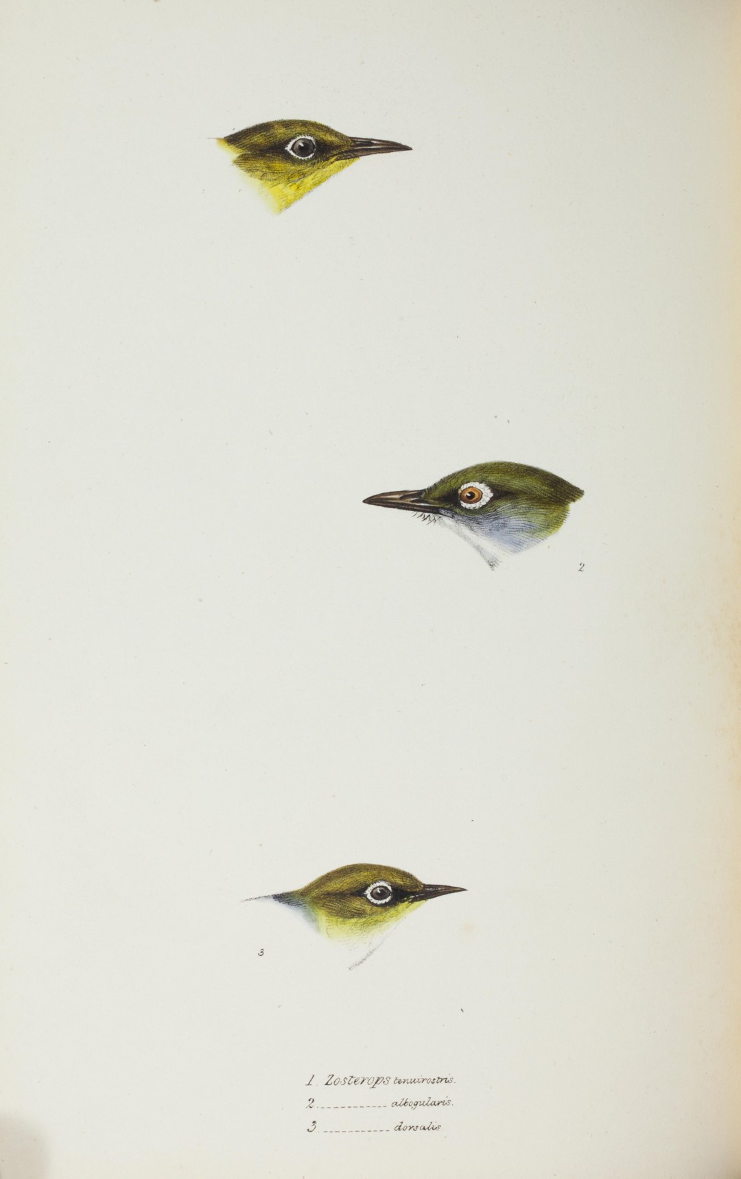 Slender-billed White-eye