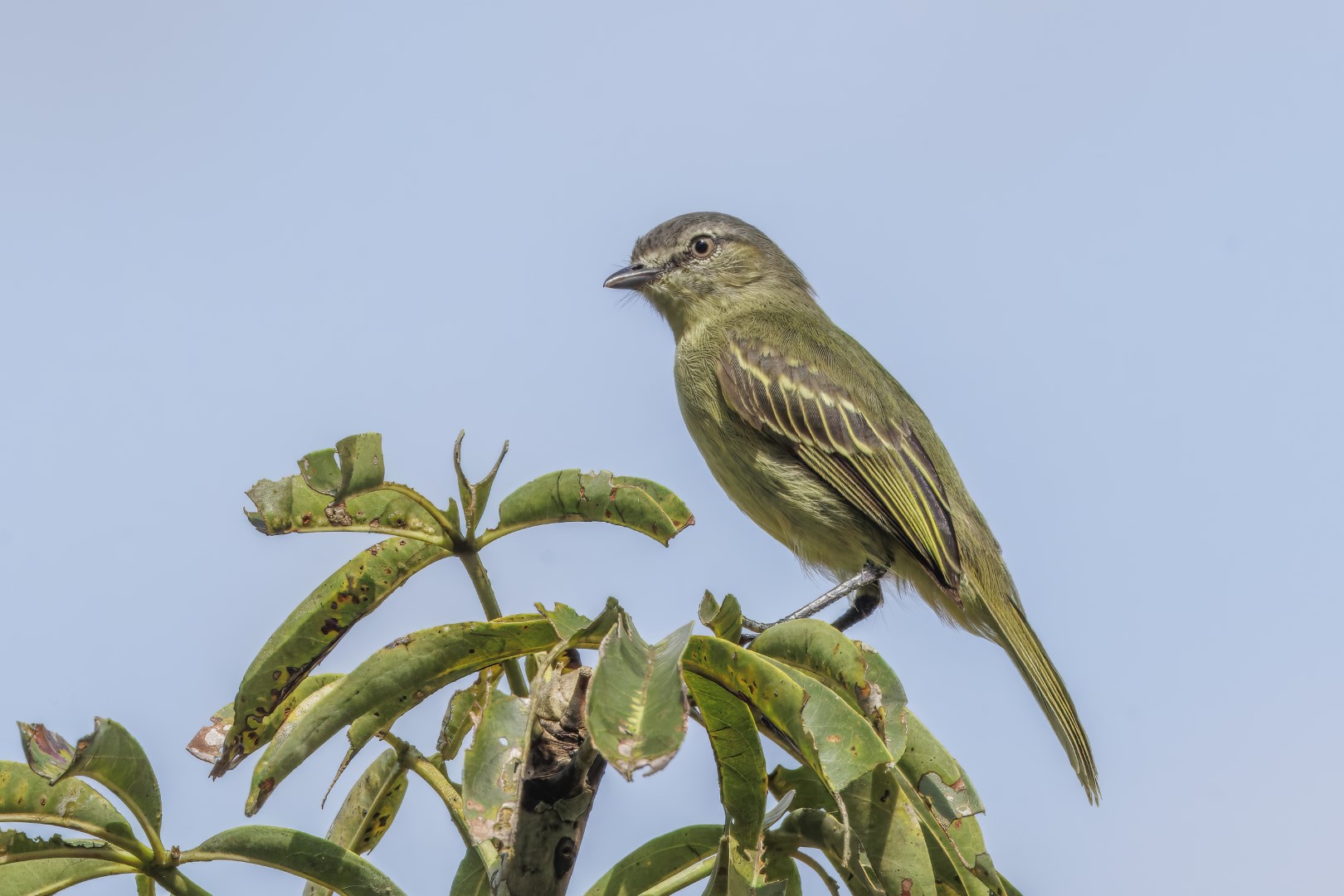 Slender-footed Tyrannulet