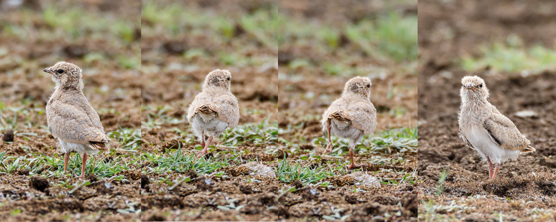 Small Pratincole