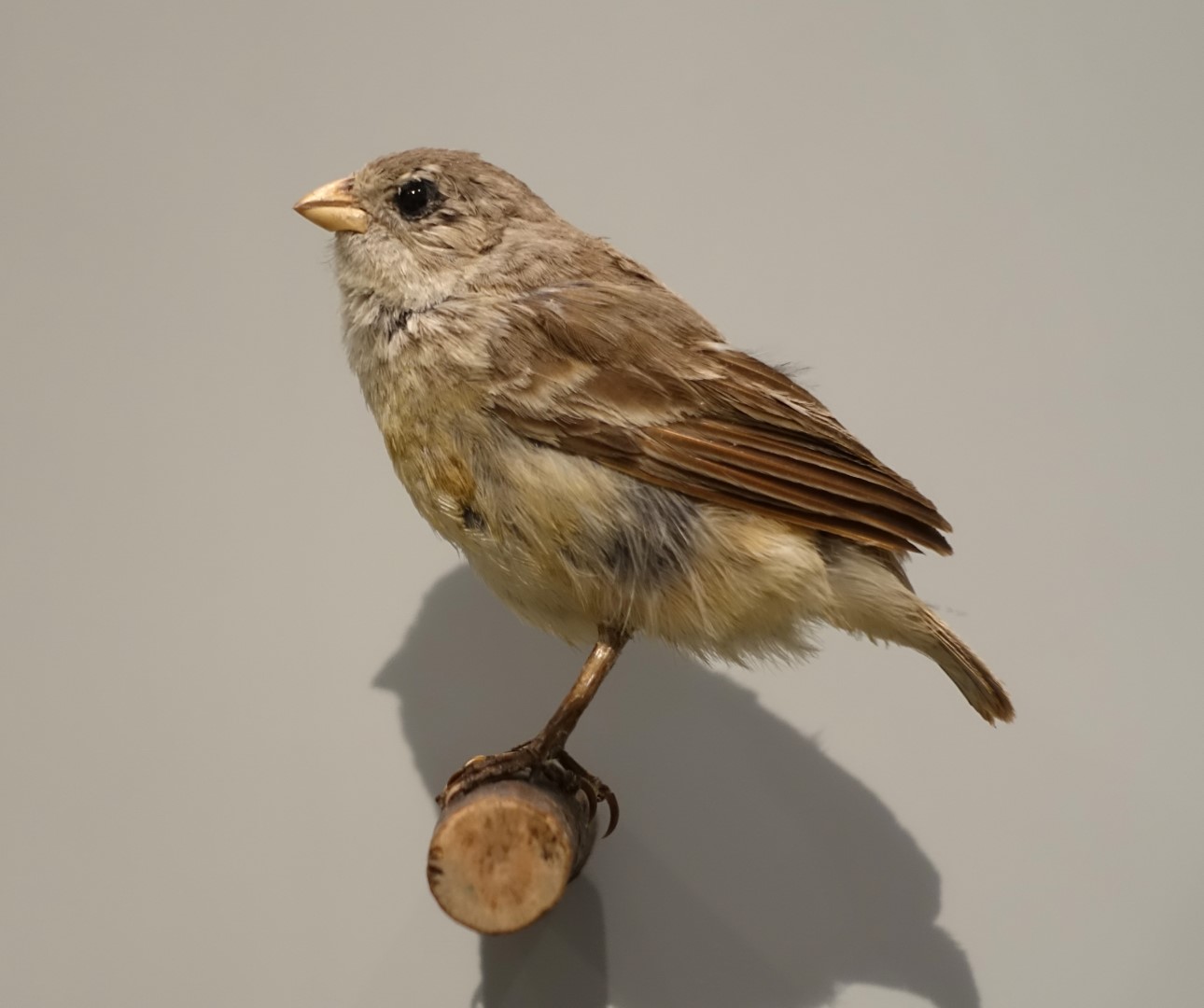 Small Tree Finch