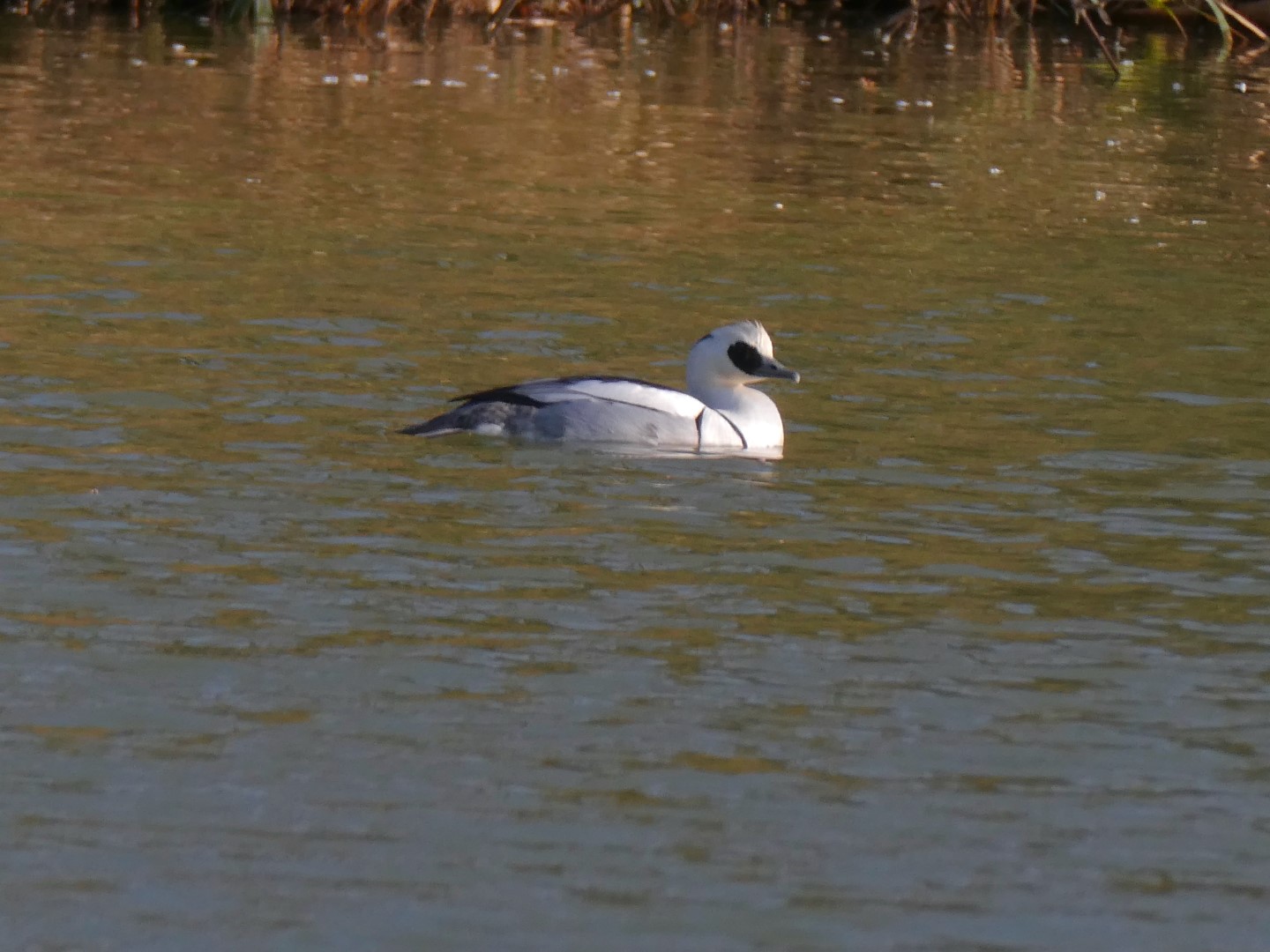 Smew