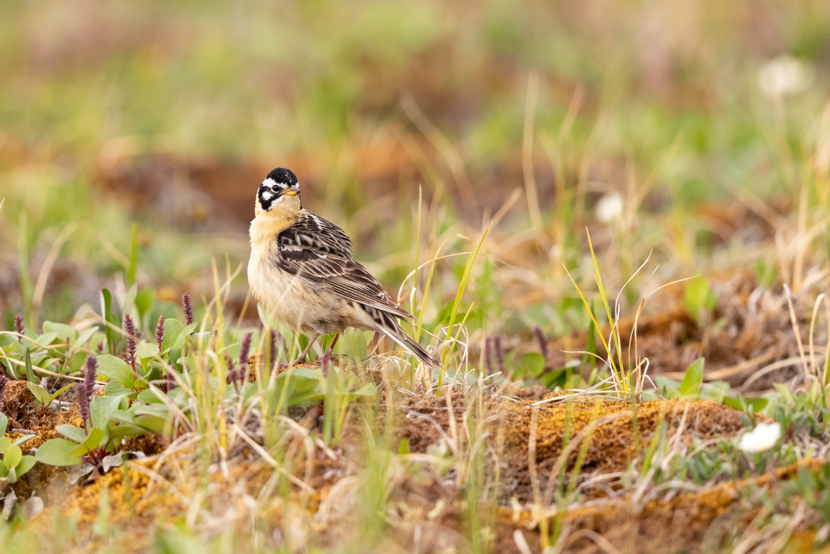 Smith's Longspur