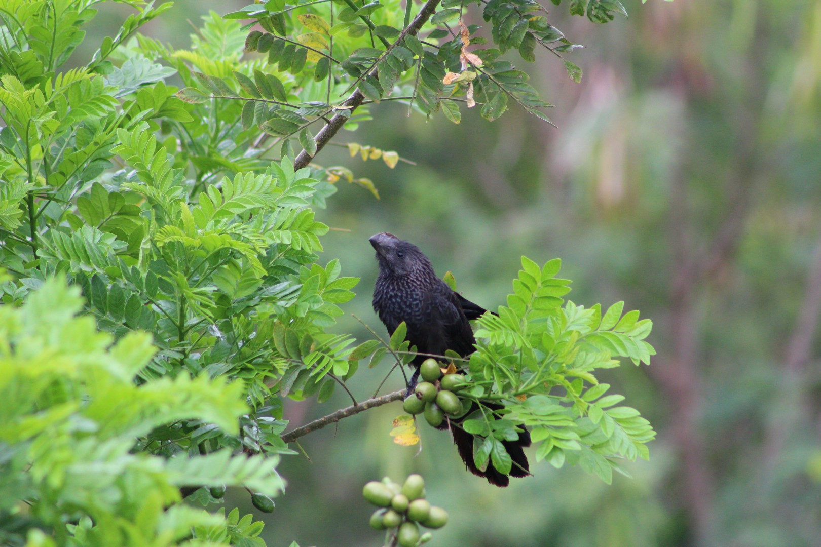 Smooth-billed Ani