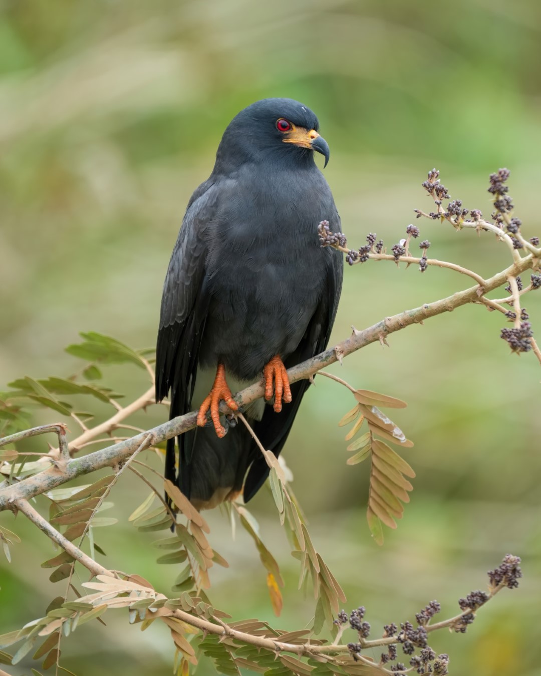 Snail Kite