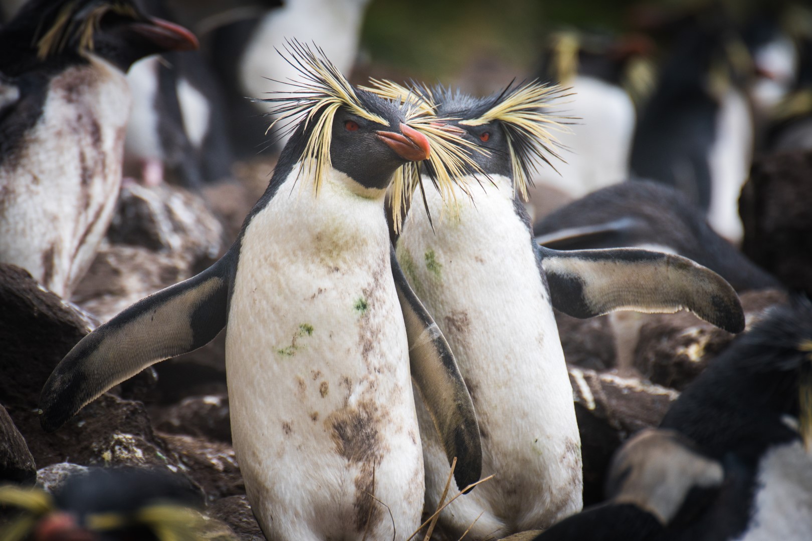 Snares crested penguin