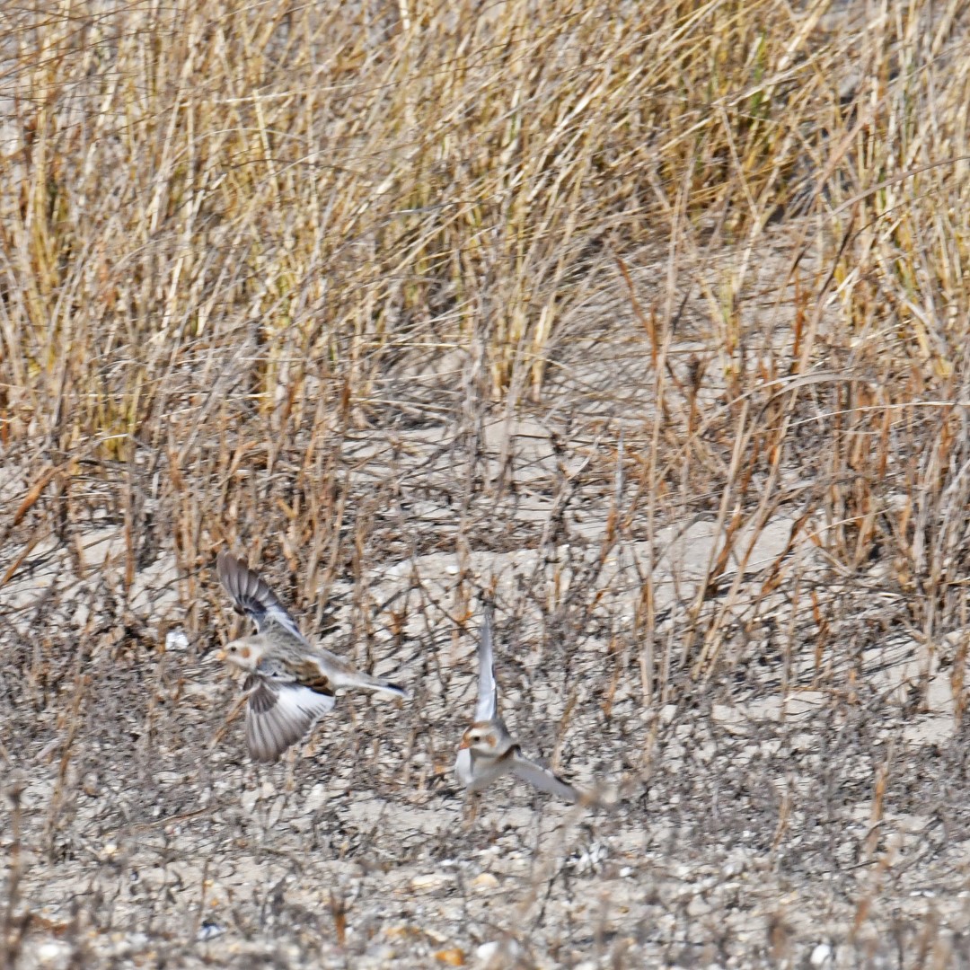 Snow Bunting