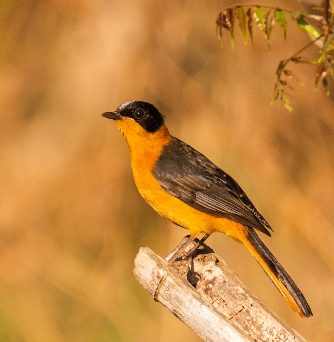 Snowy-crowned Robin-Chat
