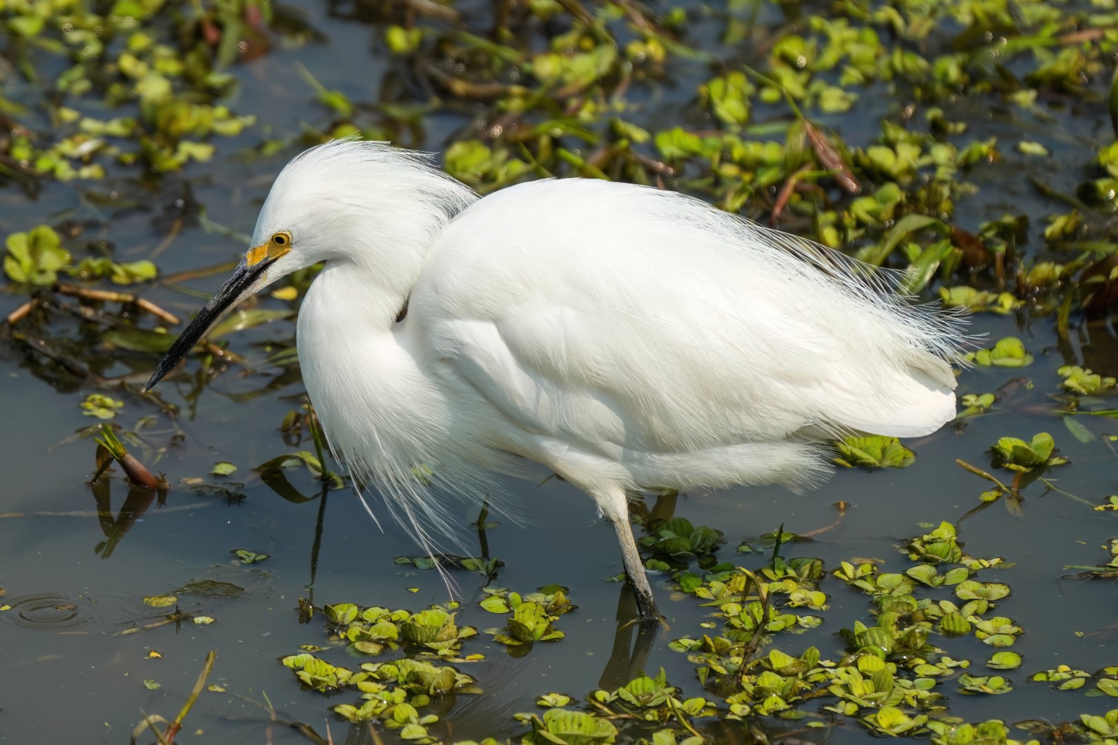 Snowy Egret