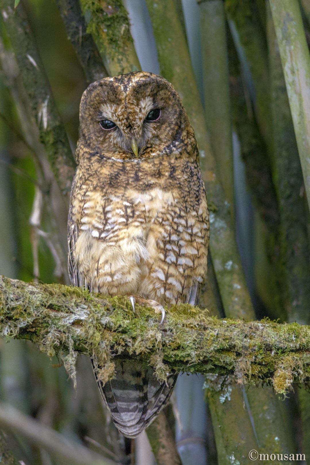 Snowy Owl