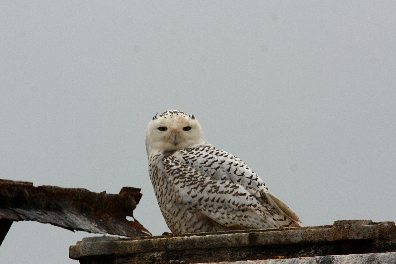 Snowy Owl