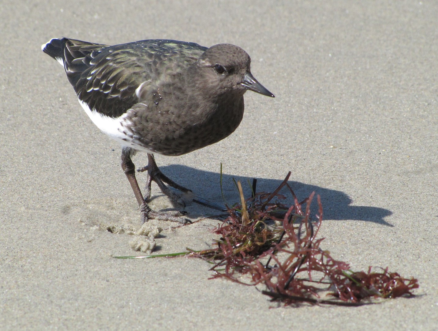Snowy Plover