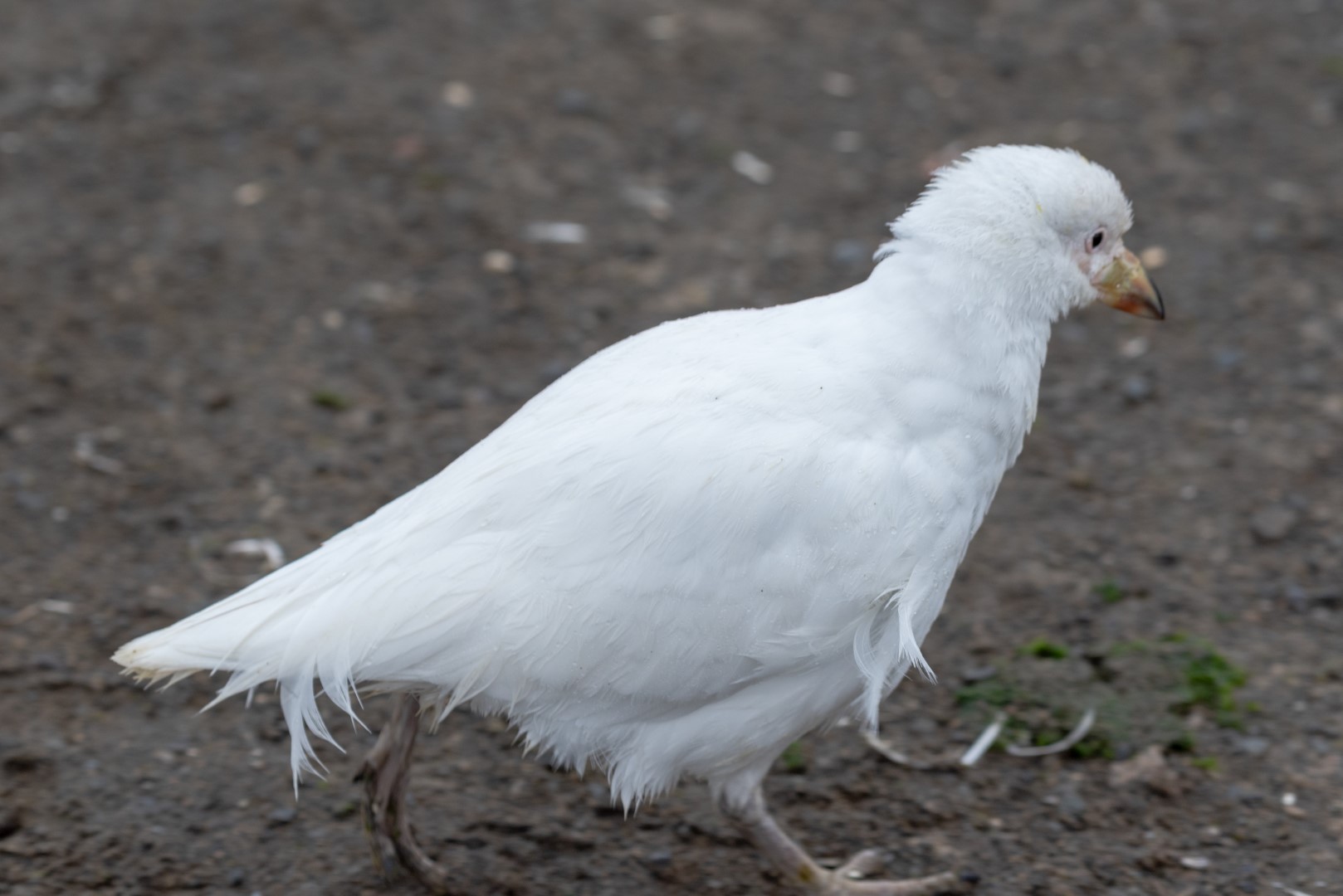 Snowy Sheathbill