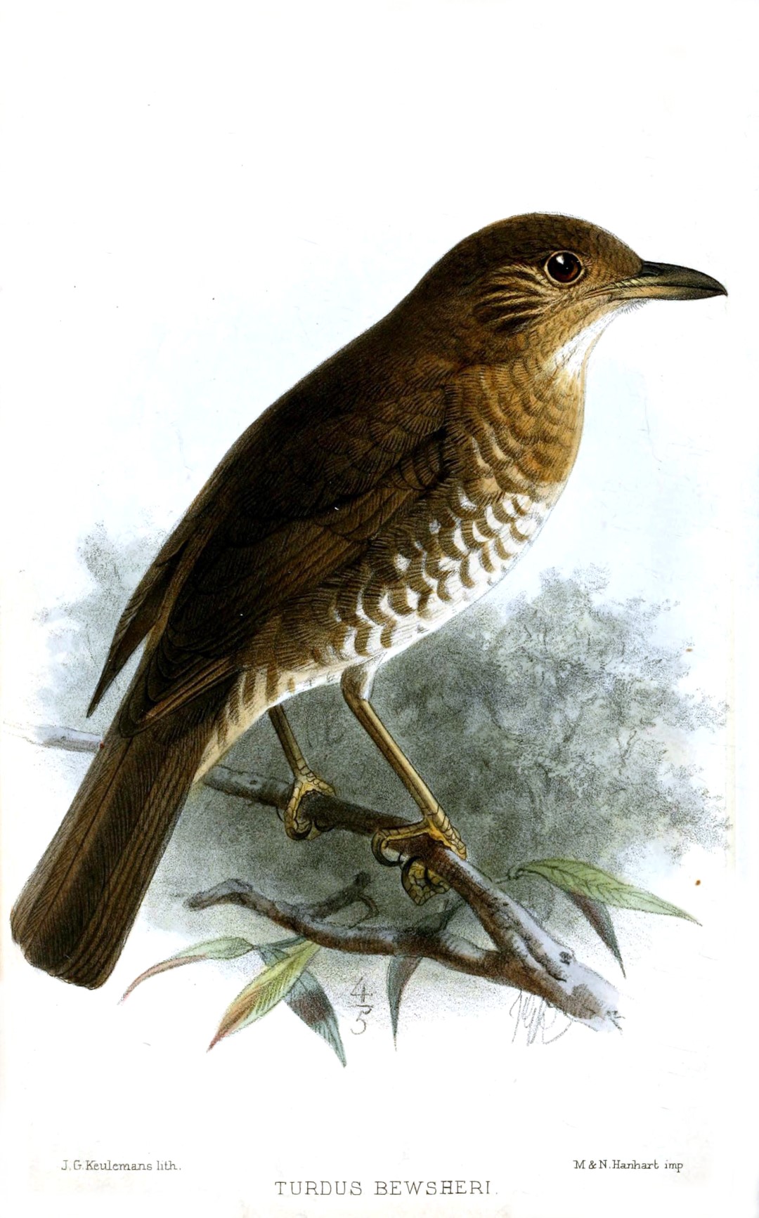 Socorro thrush