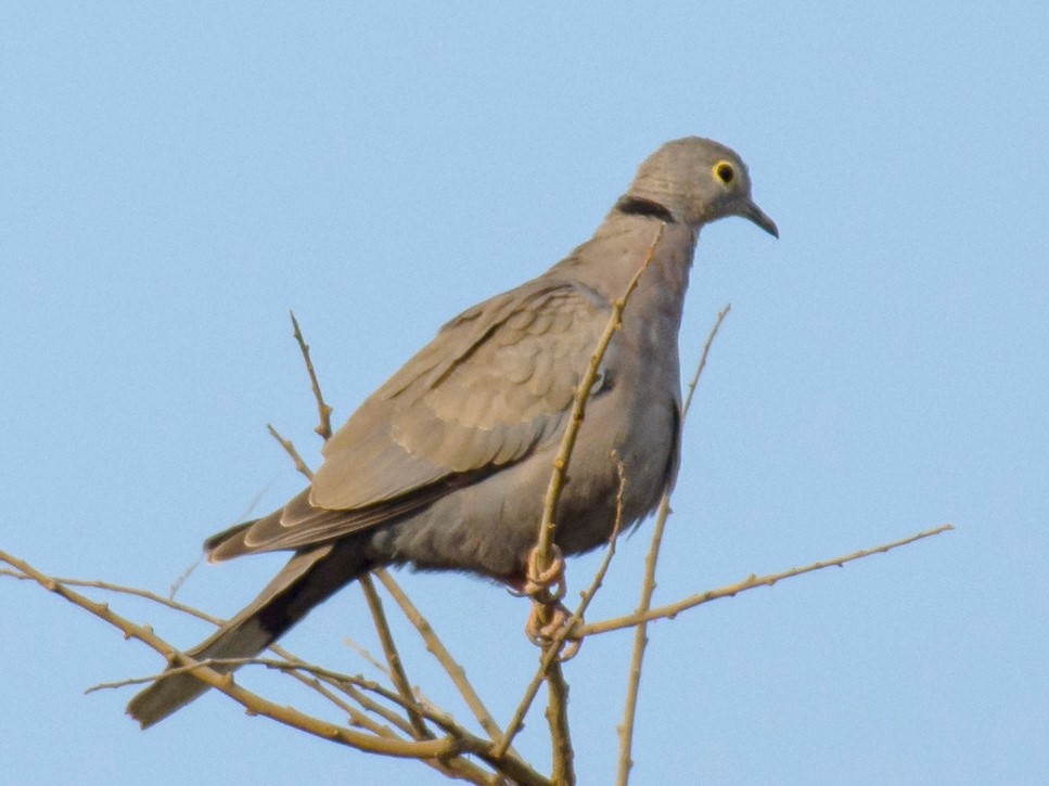Socotra Collared Dove