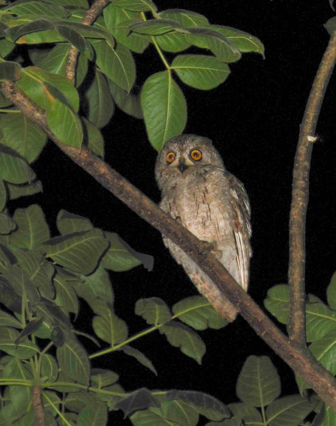 Socotra Scops Owl