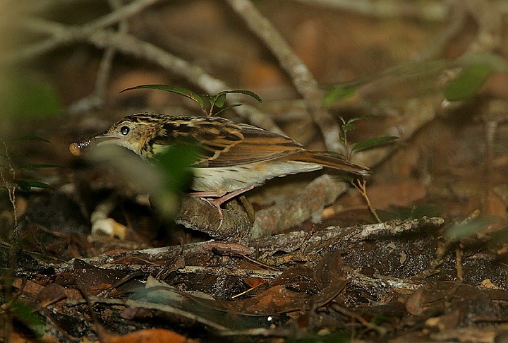 Sokoke Pipit