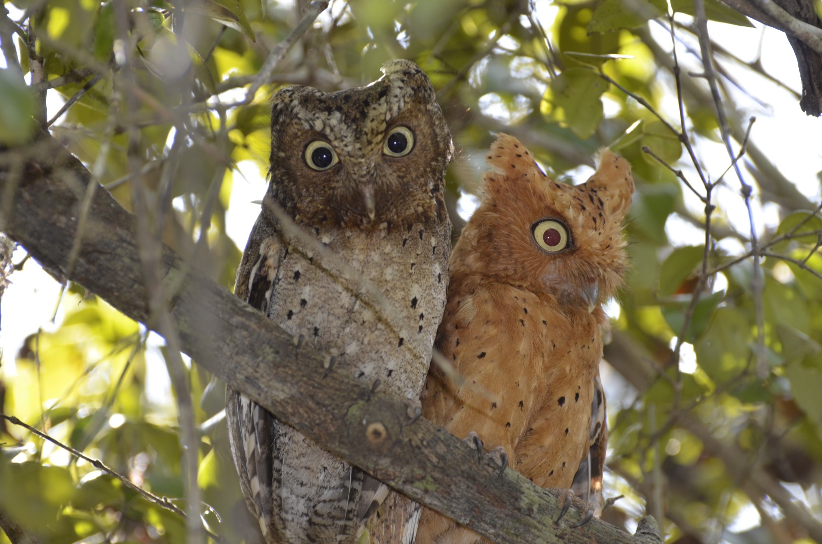 Sokoke scops owl