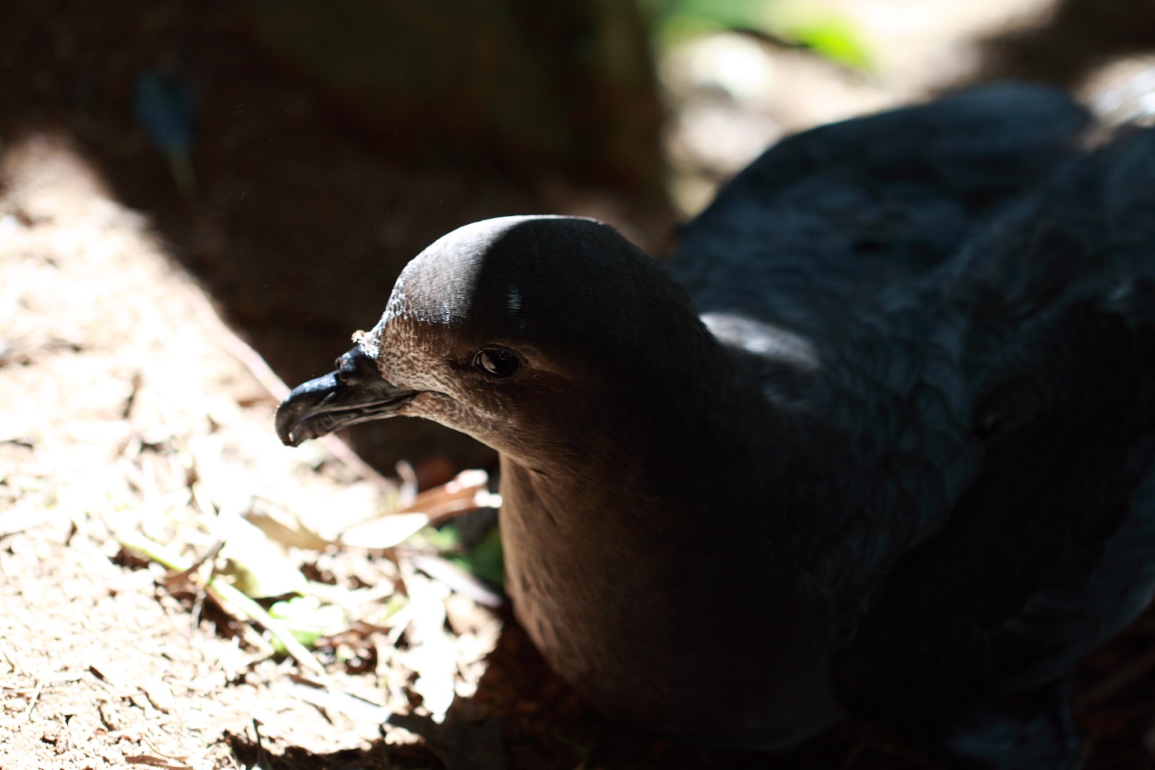 Solander's Petrel