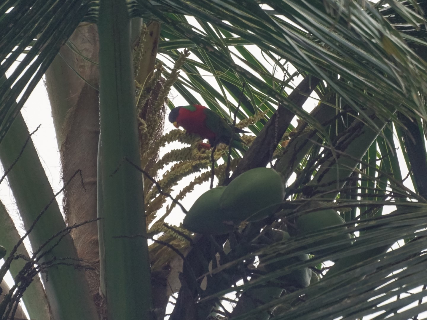 Solitary Lorikeet