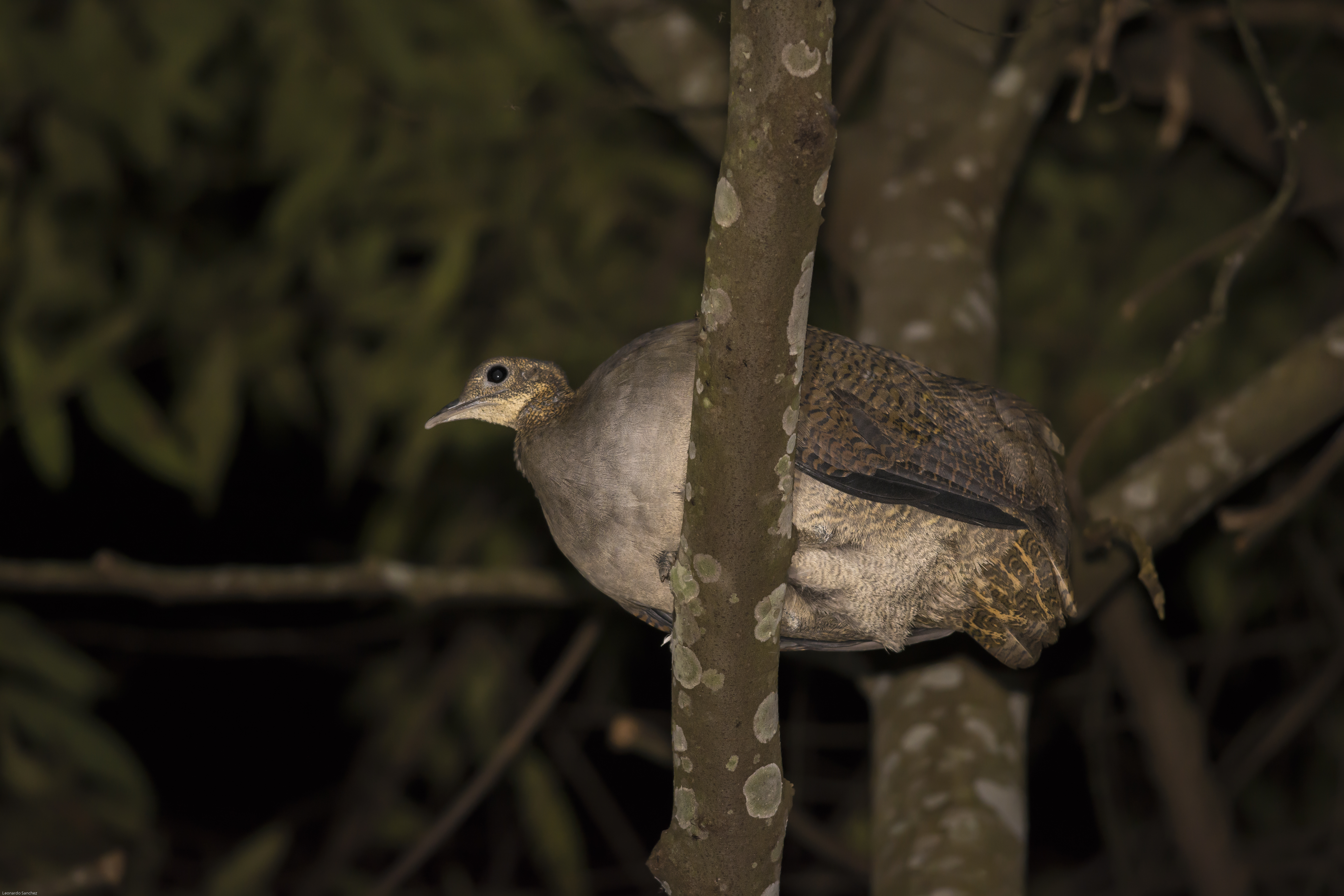 Solitary Tinamou
