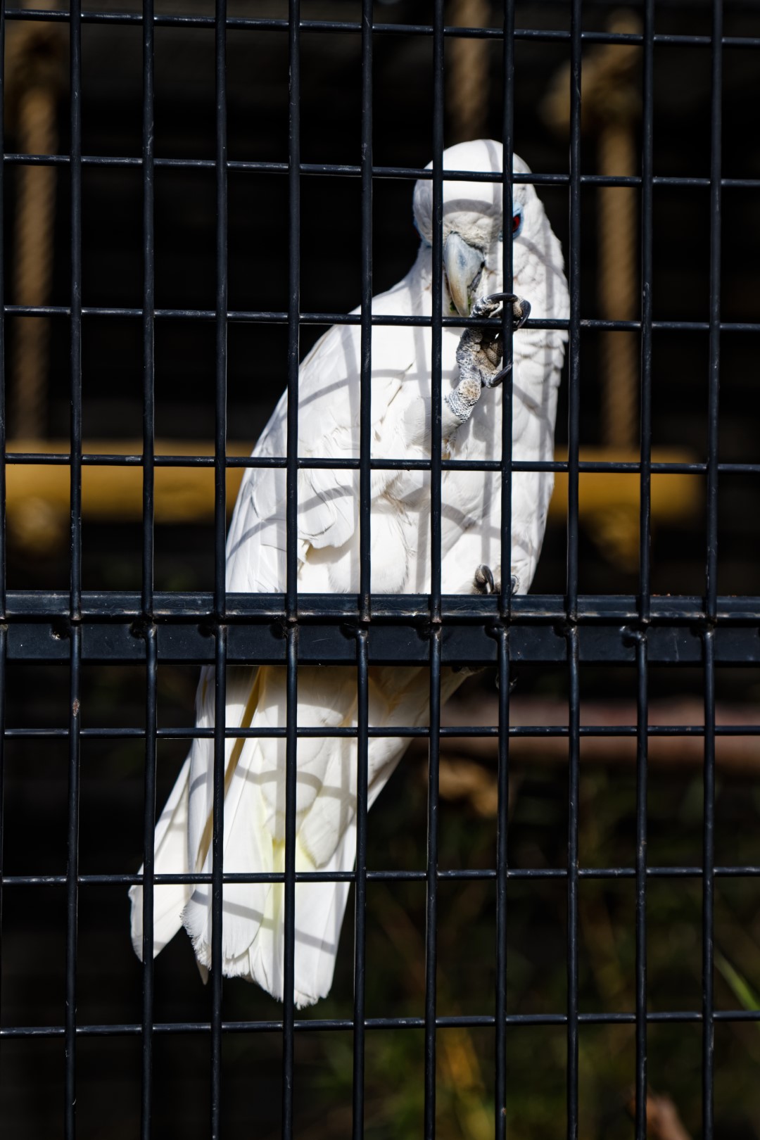 Solomon cockatoo