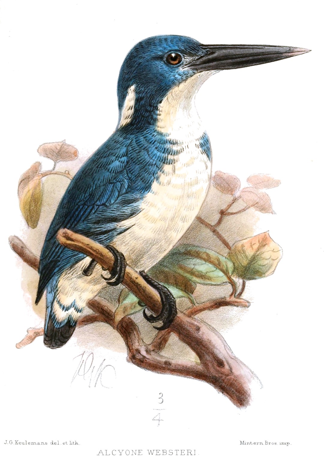 Solomon Islands kingfisher