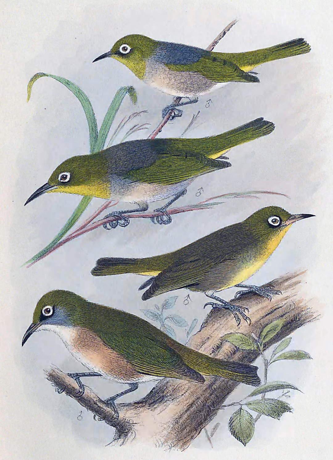 Solomon Islands White-eye