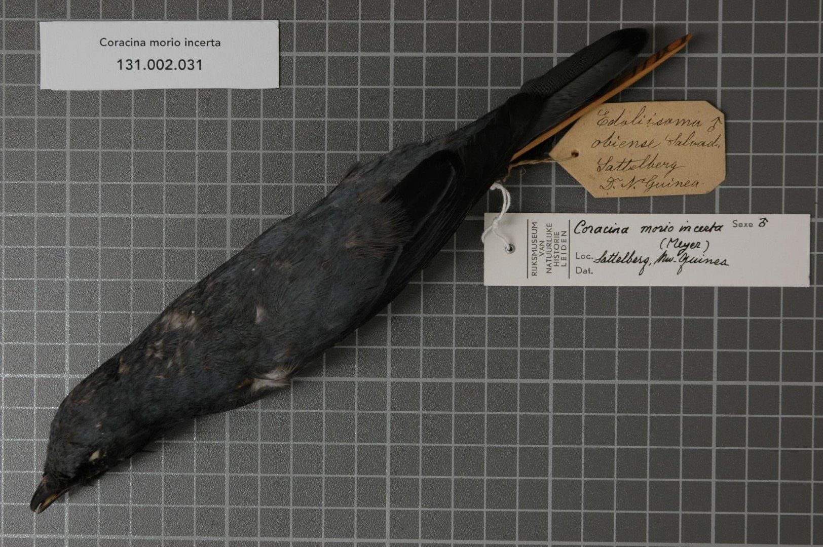 Solomons Cuckooshrike