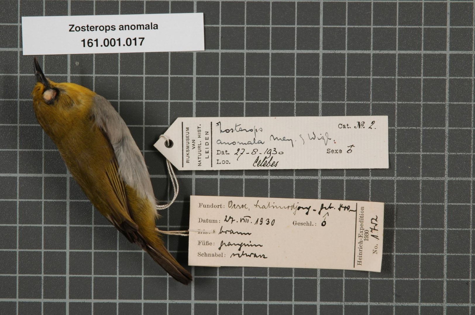 Solomons White-eye