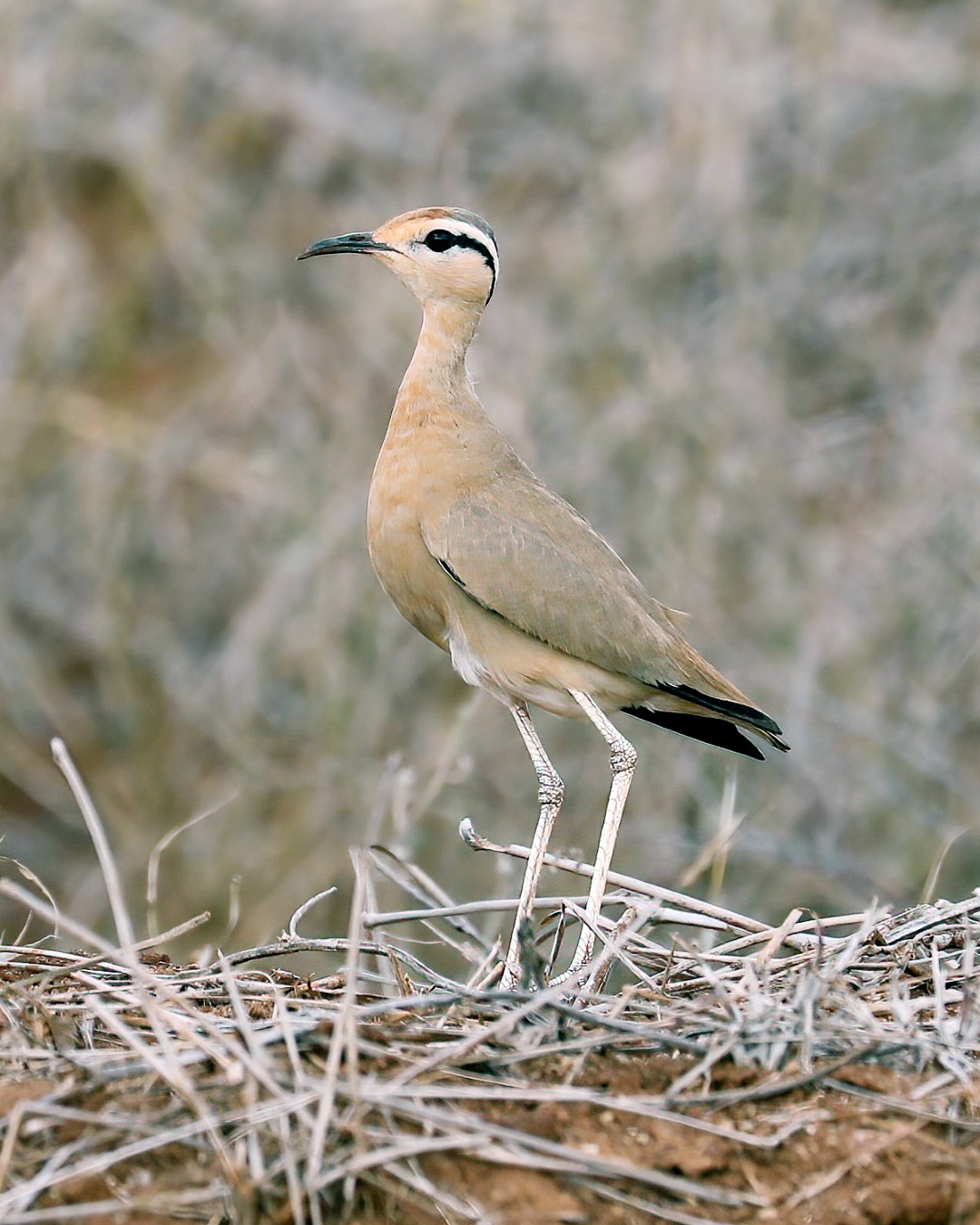 Somali Courser