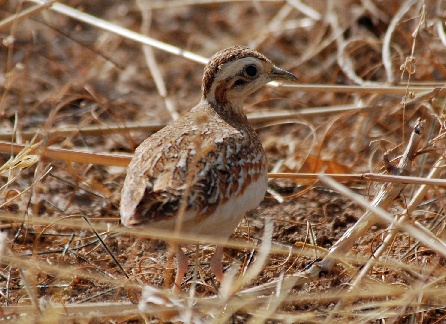 Somali Pigeon