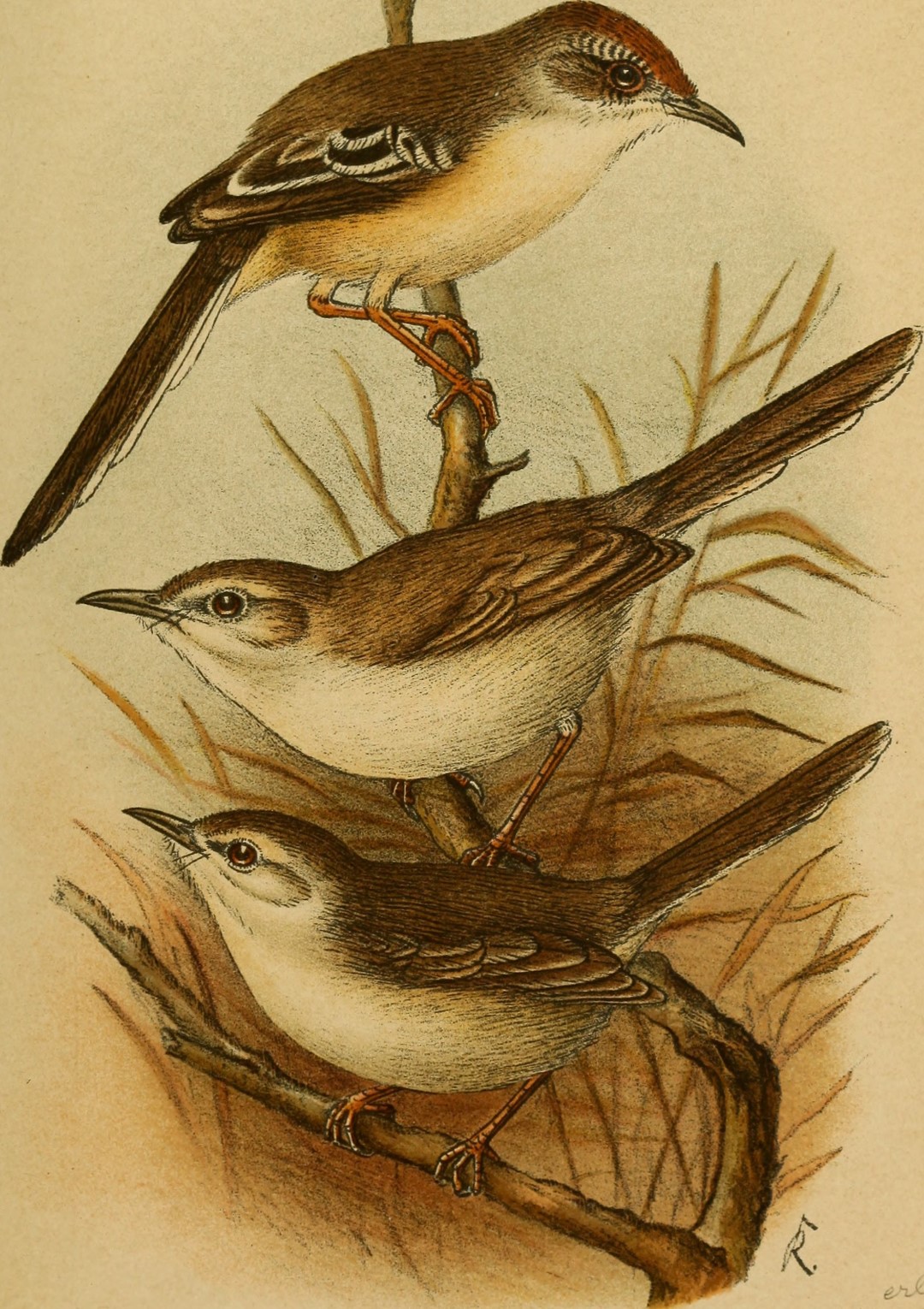 Somali Prinia