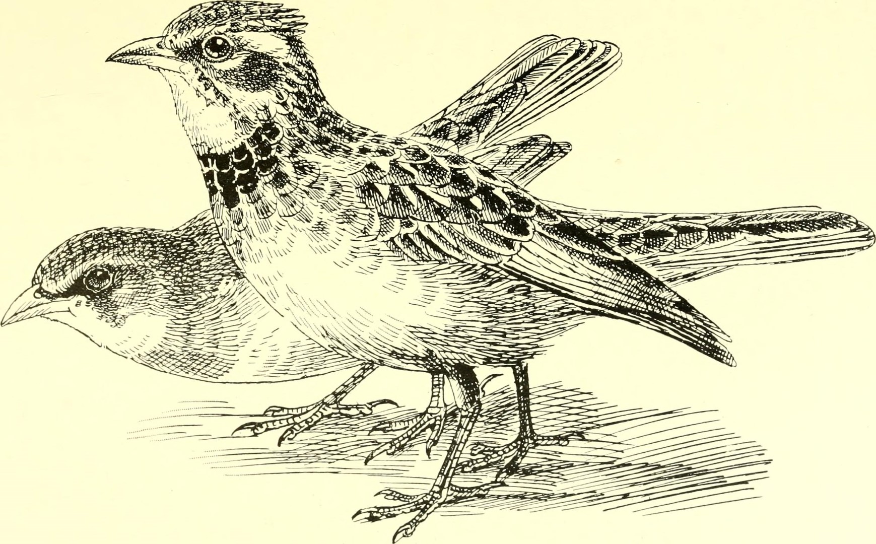 Somali Short-toed Lark