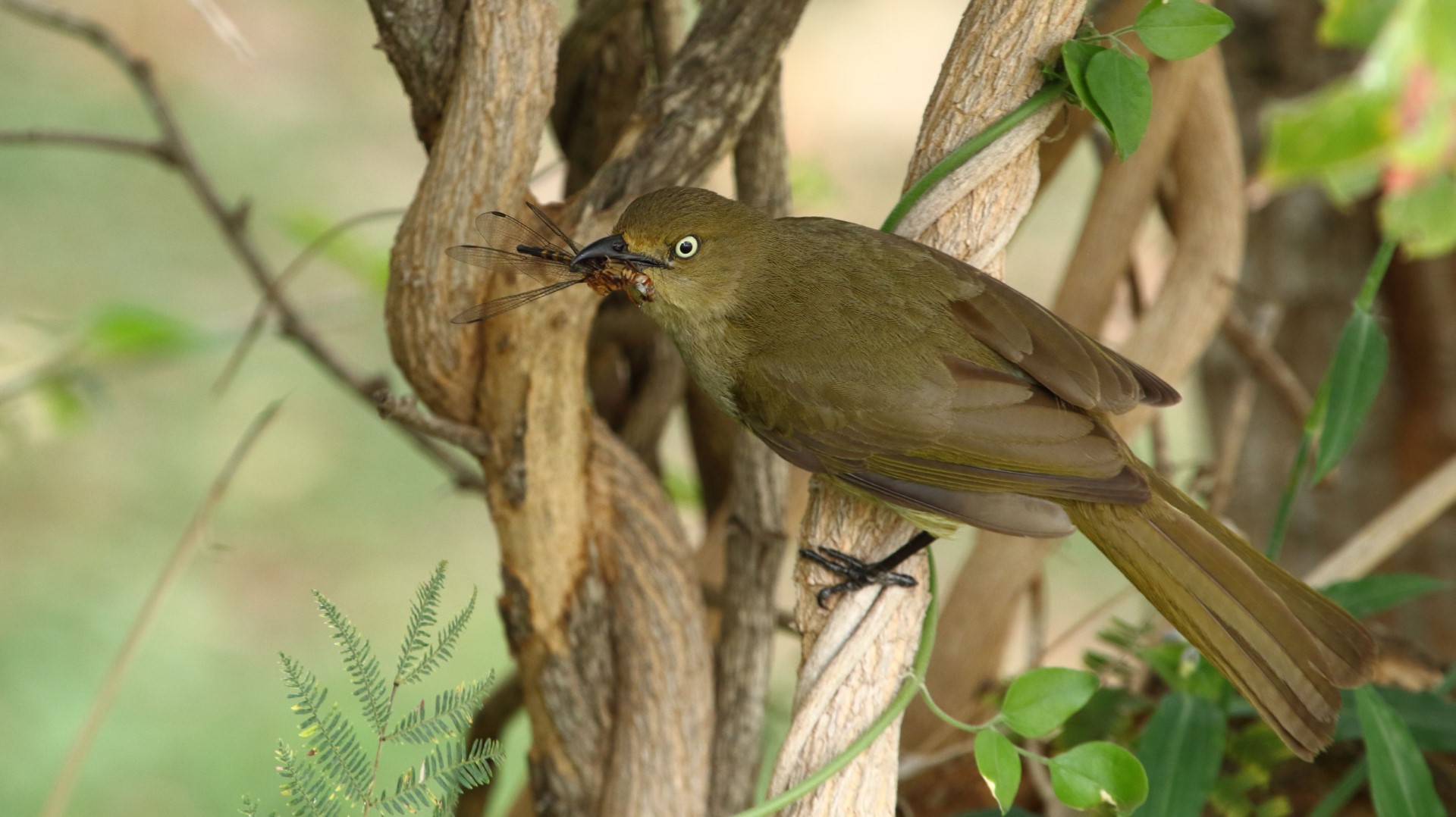 Sombre Greenbul