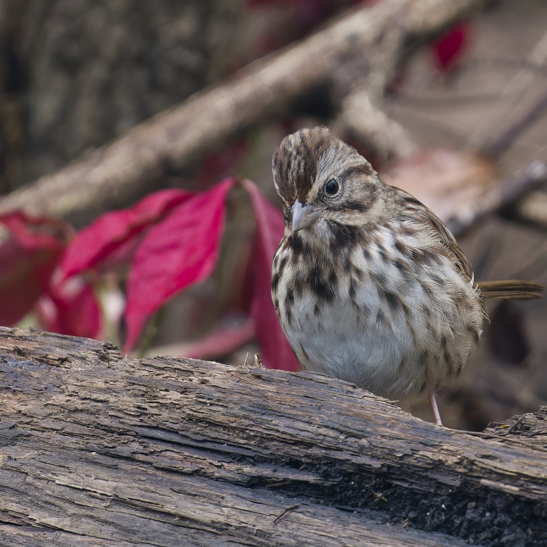 Song Sparrow