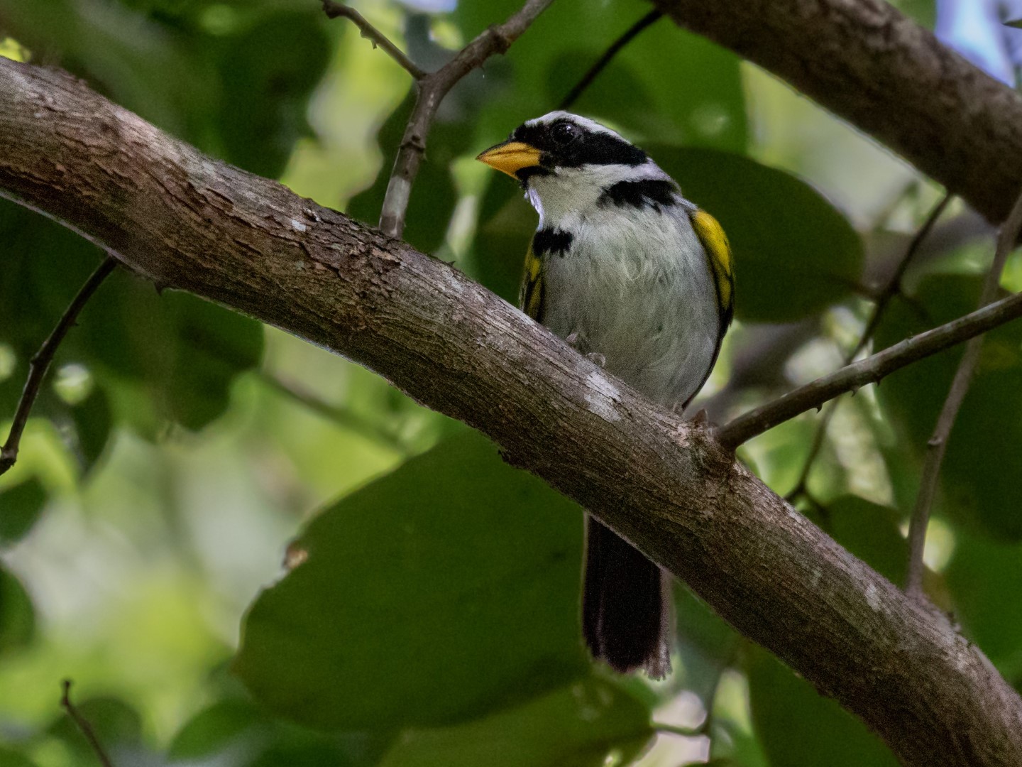 Sooty-capped Babbler