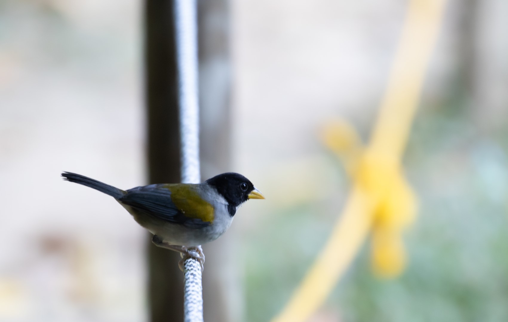 Sooty-capped Bush Tanager