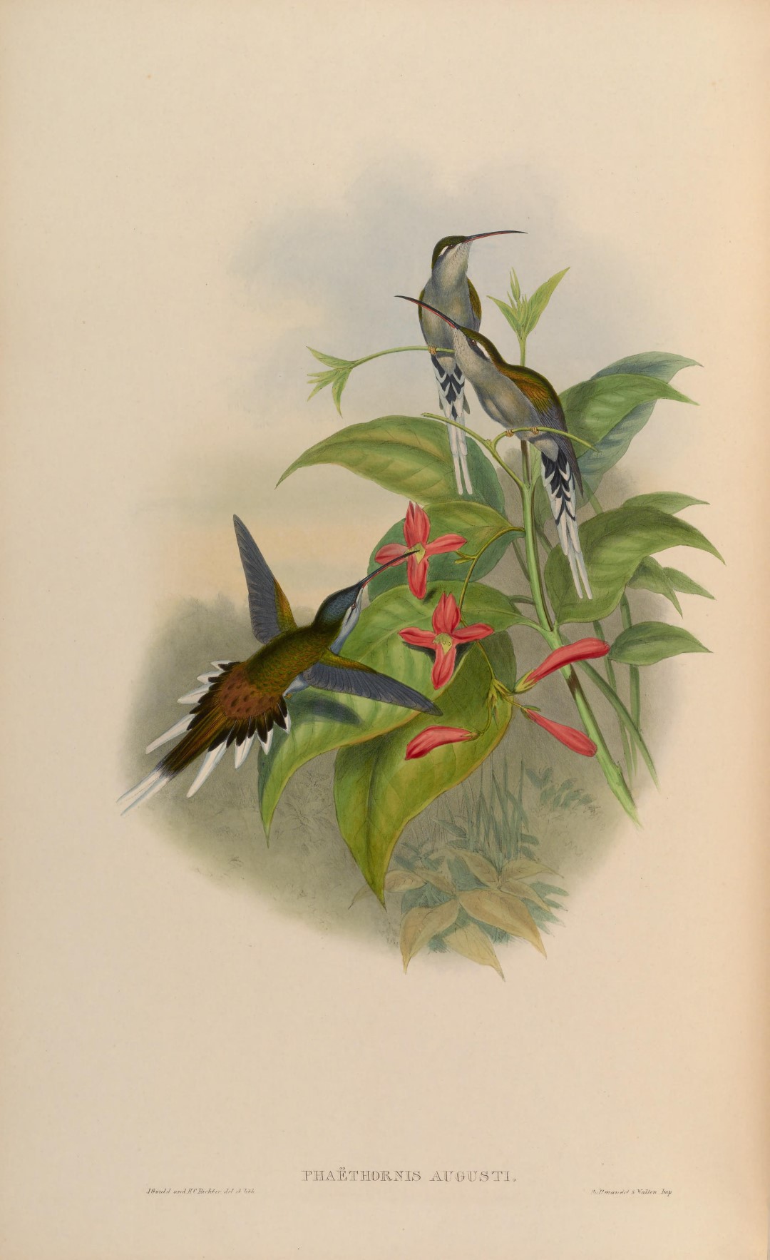 Sooty-capped Hermit