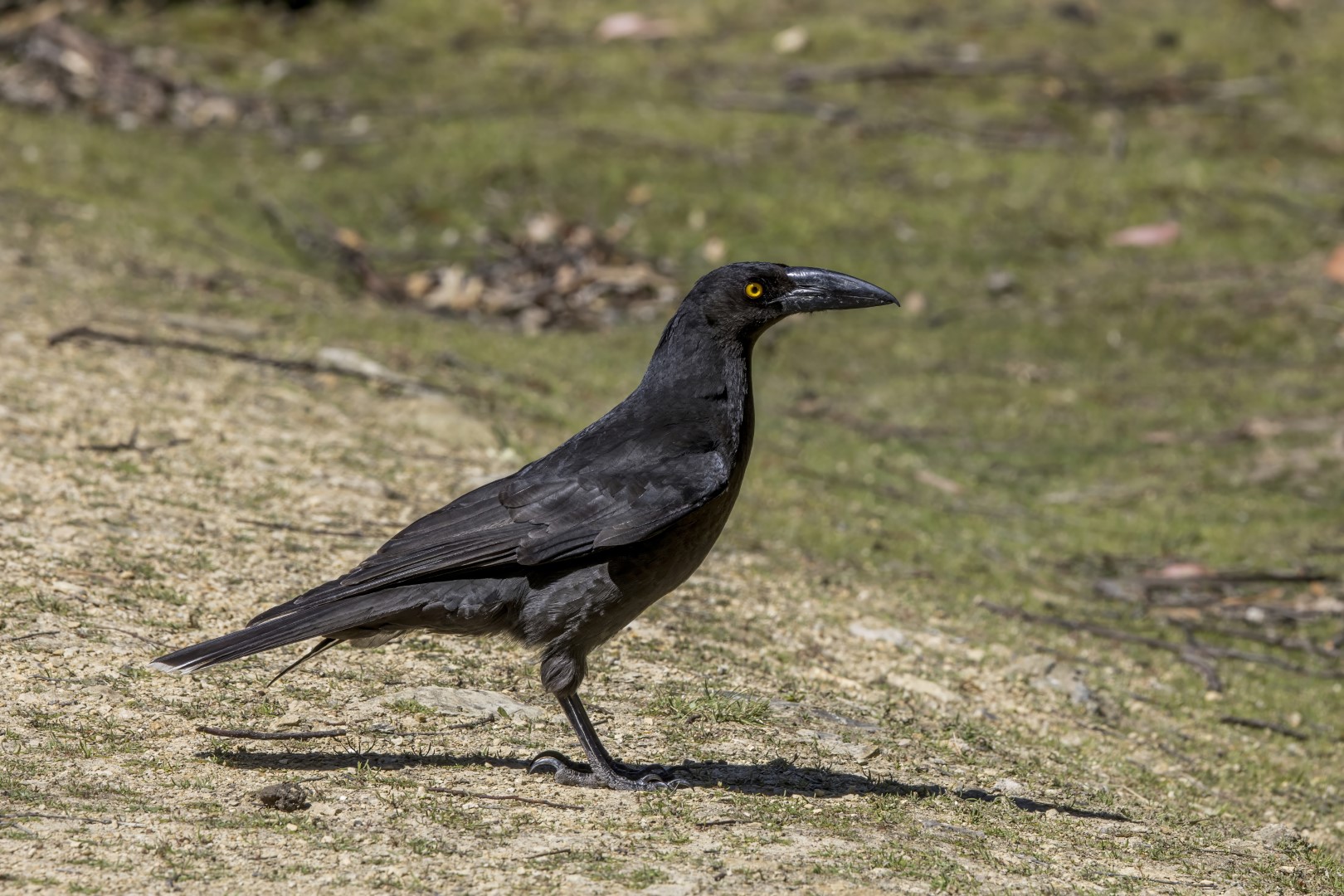 Sooty Currawong