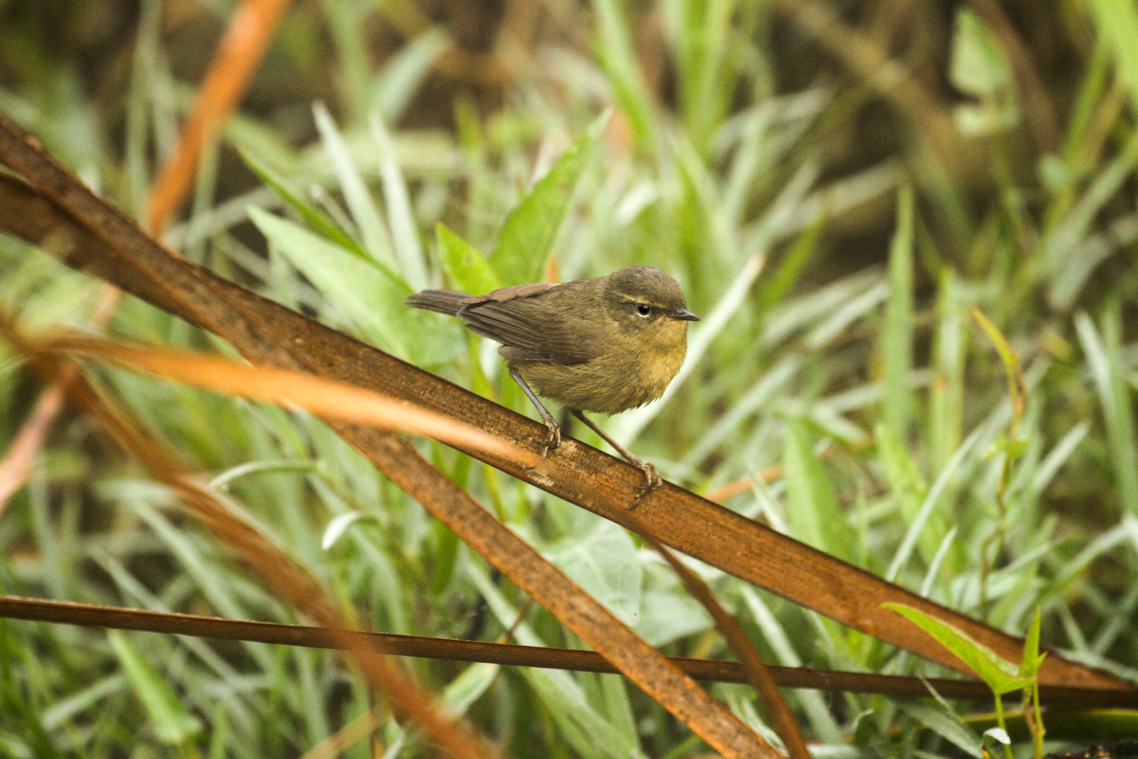 Sooty-faced Leaf Warbler