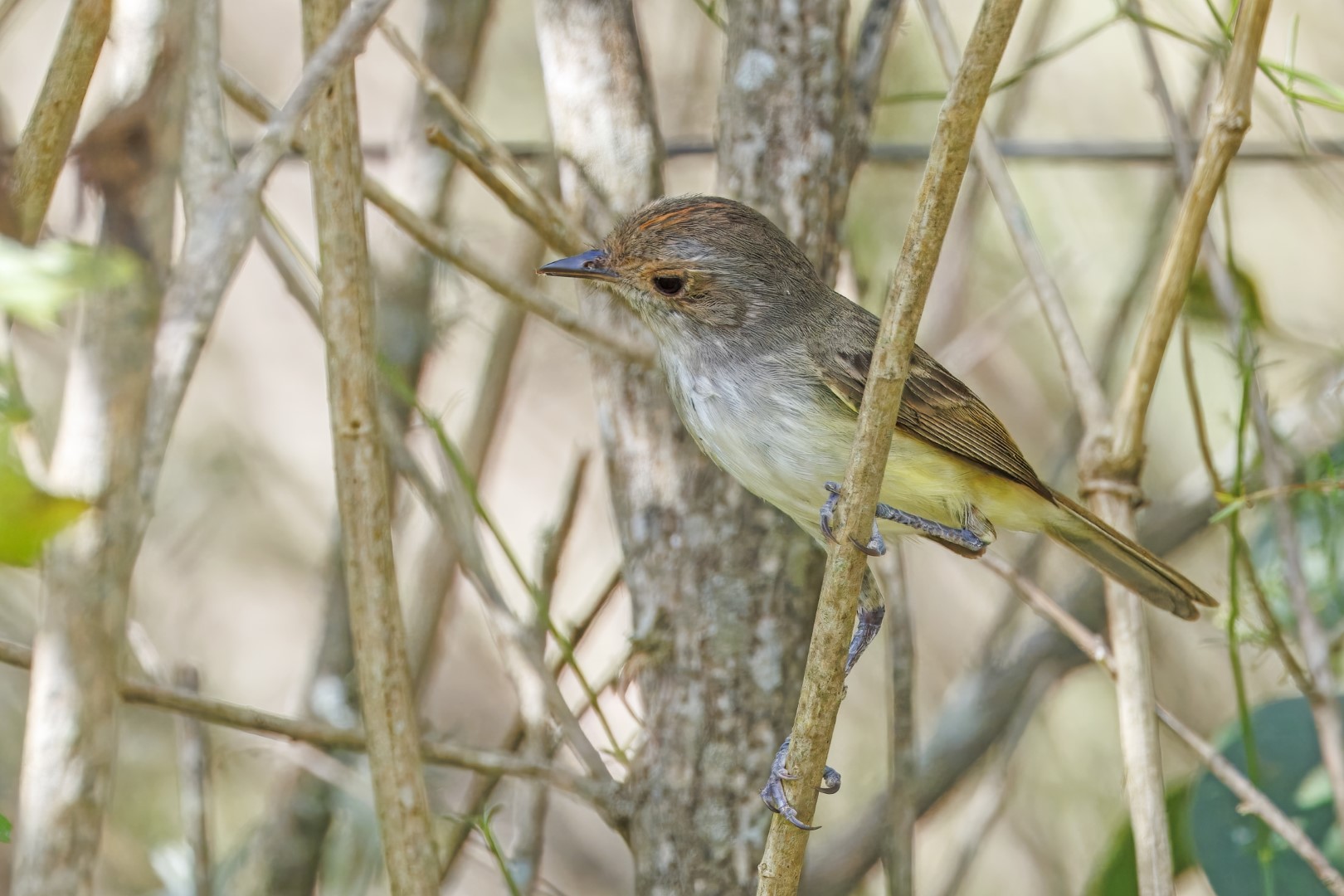 Sooty-fronted Spinetail