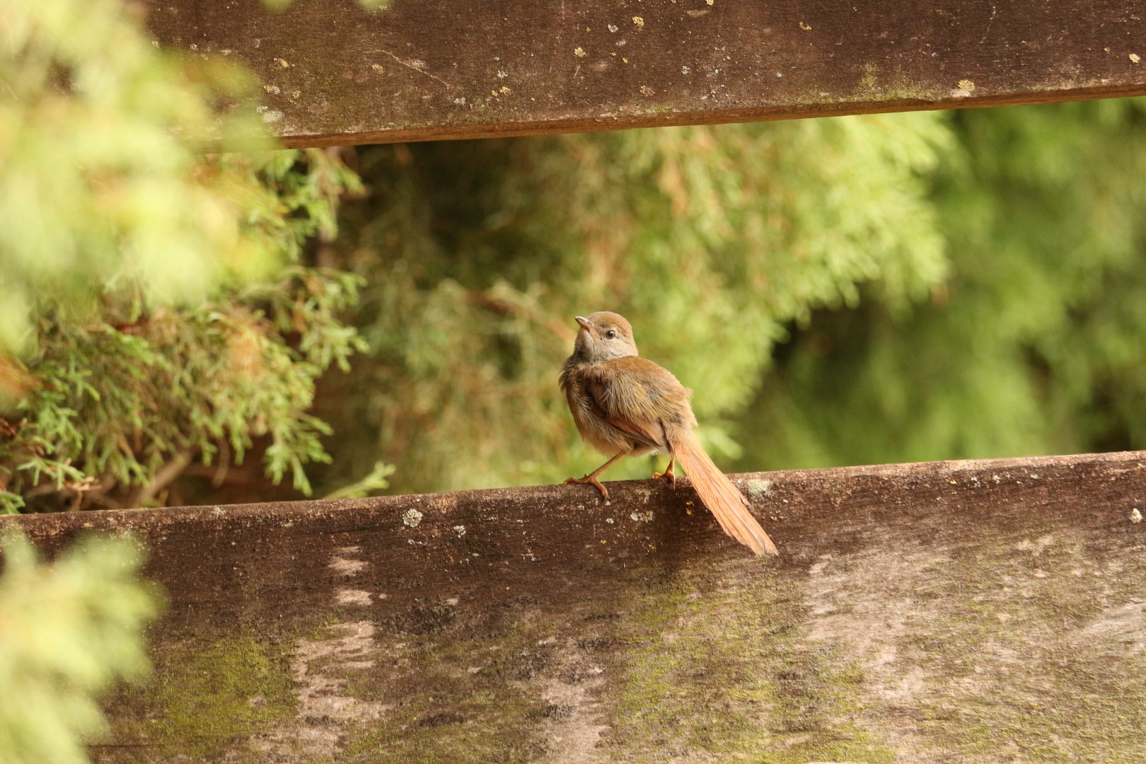 Sooty-fronted Spinetail